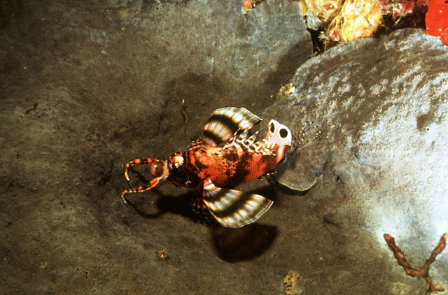 Dendrochirus biocellatus