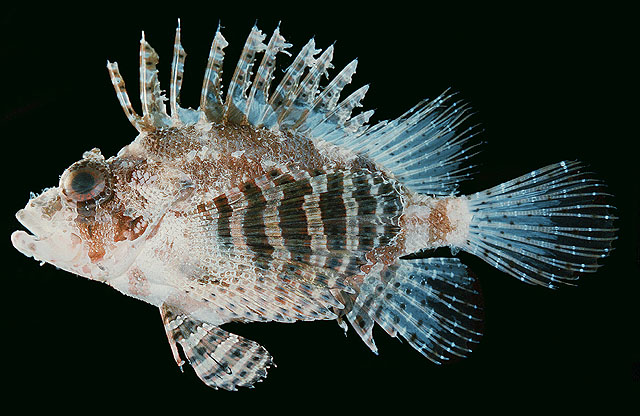 Dendrochirus brachypterus