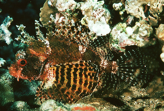 Dendrochirus brachypterus