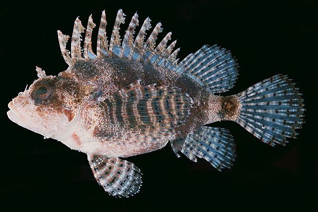 Dendrochirus brachypterus