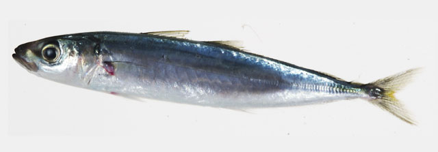 Decapterus macrosoma