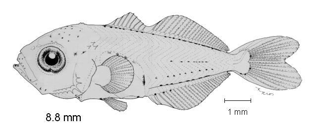 Decapterus muroadsi