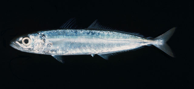 Decapterus muroadsi