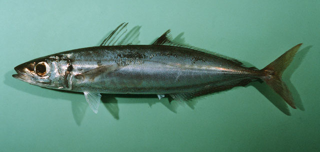 Decapterus muroadsi