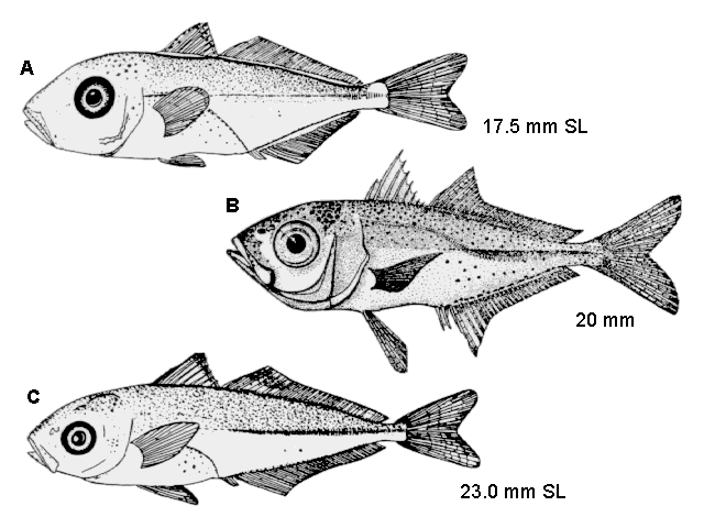 Decapterus punctatus