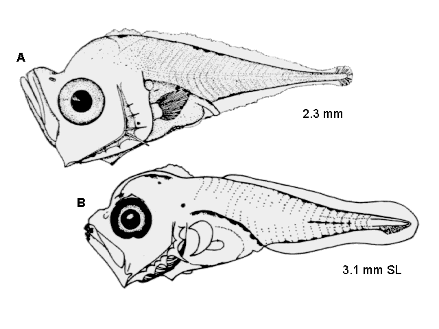 Decapterus punctatus