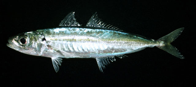 Decapterus punctatus