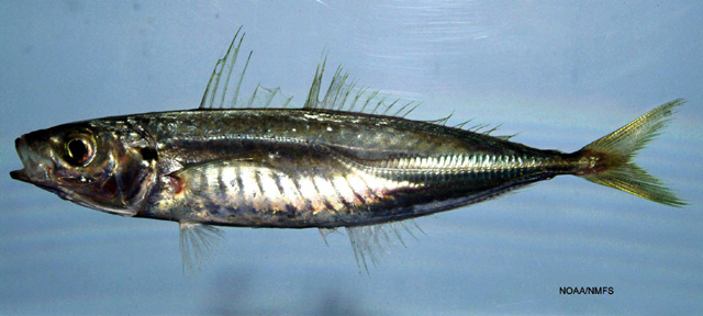 Decapterus punctatus