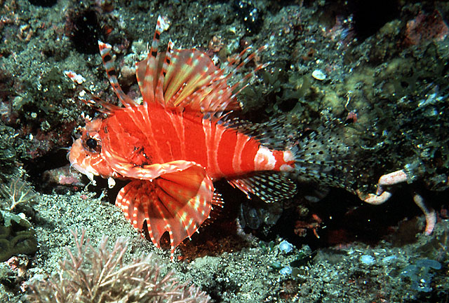 Dendrochirus zebra