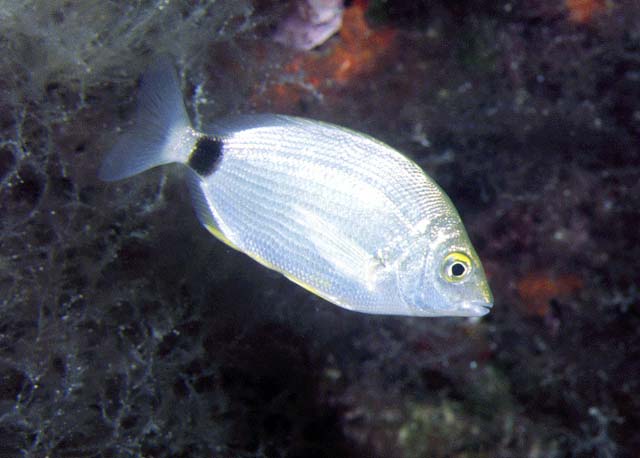 Diplodus annularis