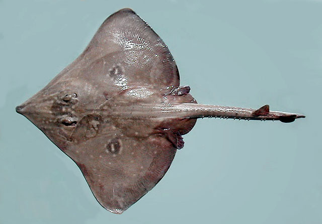 Dipturus batis