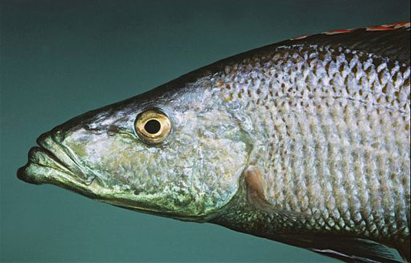 Dimidiochromis compressiceps