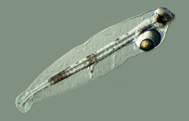 Dicentrarchus labrax