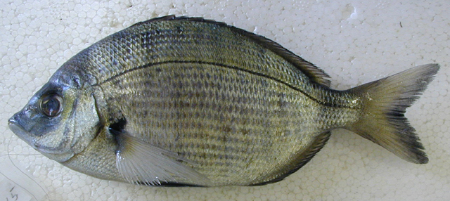 Diplodus puntazzo