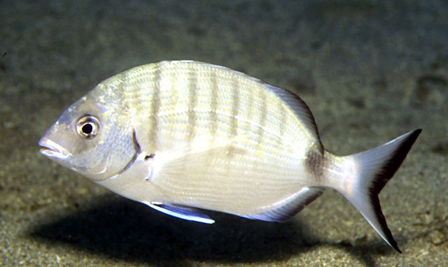 Diplodus sargus sargus