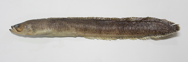 Dictyosoma tongyeongensis