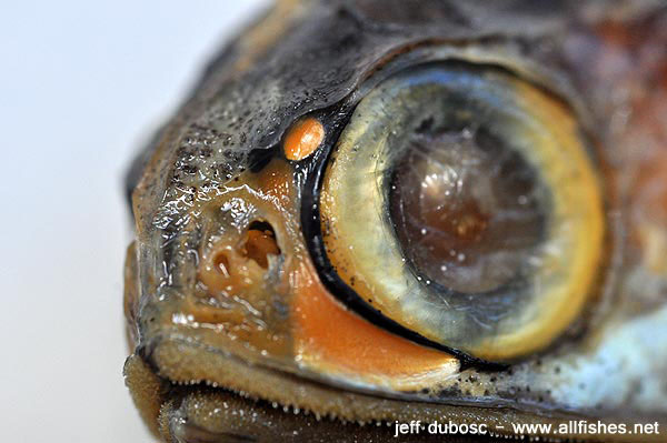 Diaphus watasei