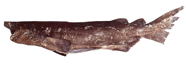 Echinorhinus brucus