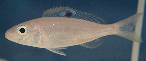 Ectodus descampsii