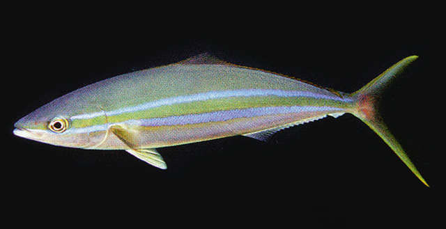 Elagatis bipinnulata