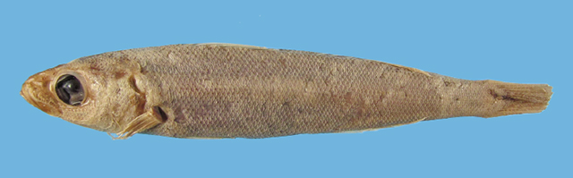 Emmelichthys marisrubri