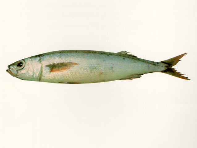 Emmelichthys nitidus nitidus