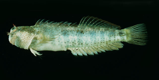 Entomacrodus thalassinus