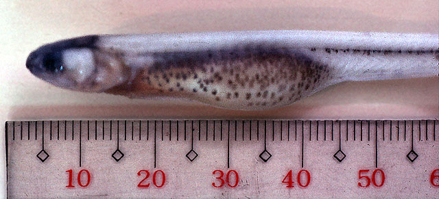 Encheliophis vermicularis