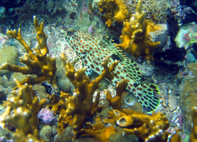 Epinephelus adscensionis