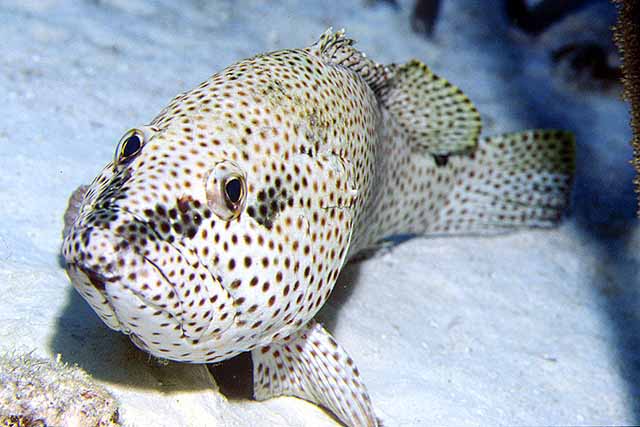 Epinephelus adscensionis