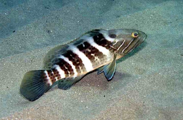 Epinephelus aeneus