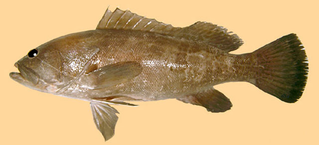 Epinephelus aeneus