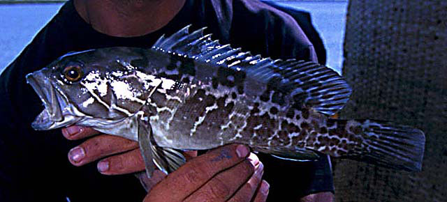 Epinephelus aeneus