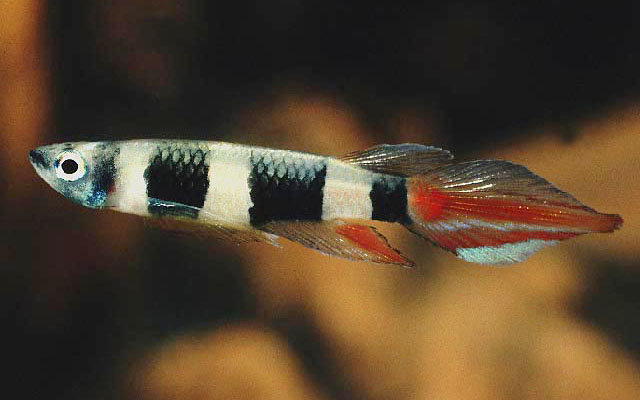 Epiplatys annulatus