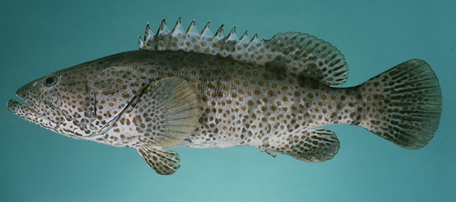 Epinephelus coioides