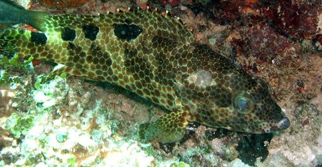 Epinephelus spilotoceps