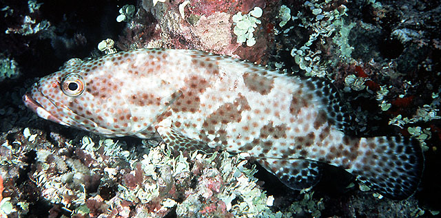 Epinephelus tauvina