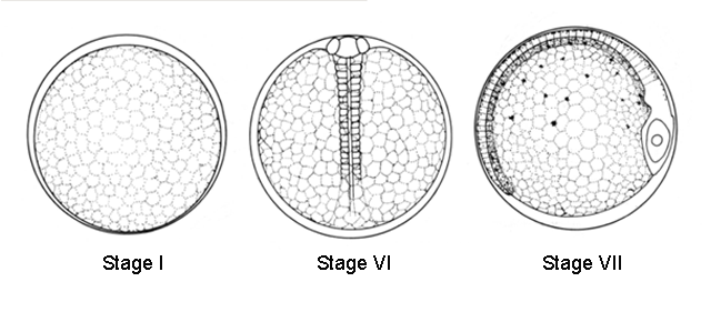 Ethmidium maculatum