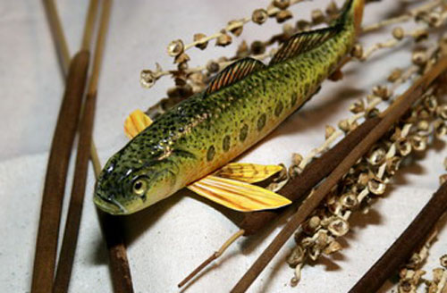 Etheostoma striatulum