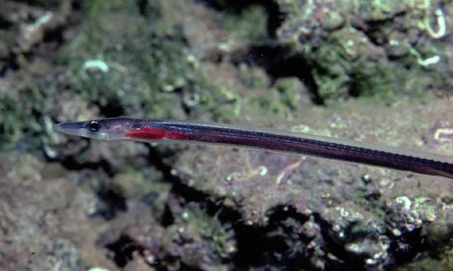 Facciolella oxyrhyncha