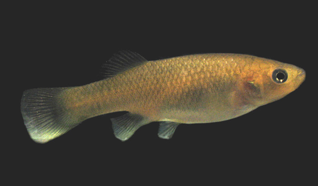 Fundulus bermudae