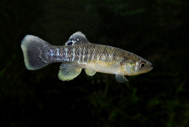 Fundulus heteroclitus