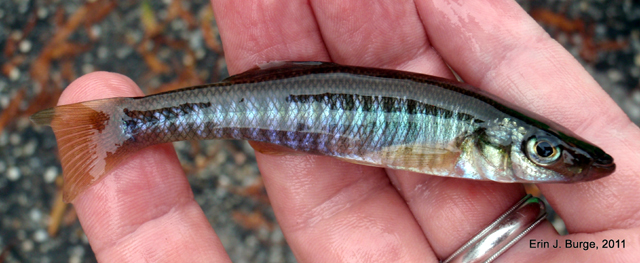 Fundulus waccamensis