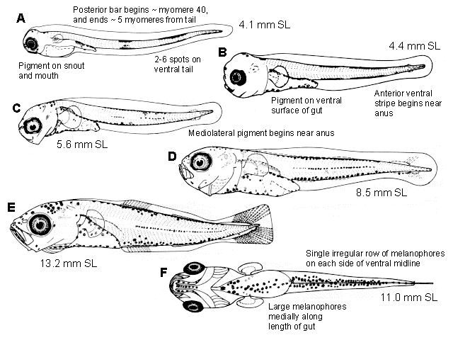 Gadus macrocephalus