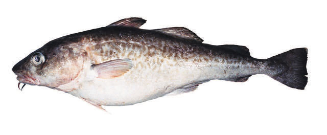 Gadus macrocephalus