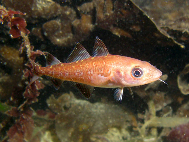 Gadus macrocephalus