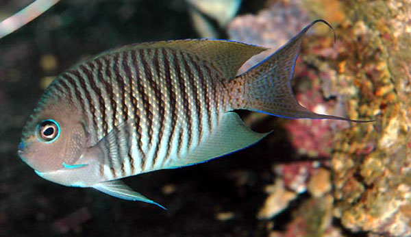 Genicanthus melanospilos