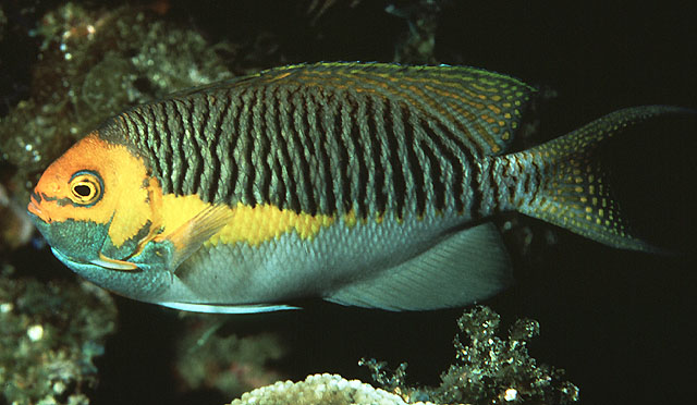 Genicanthus semifasciatus