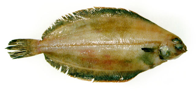 Glyptocephalus cynoglossus