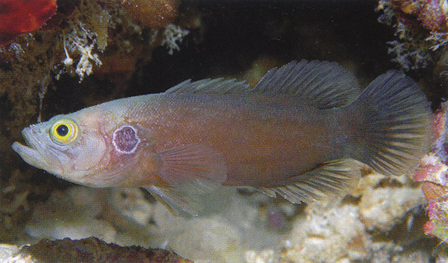 Grammistops ocellatus